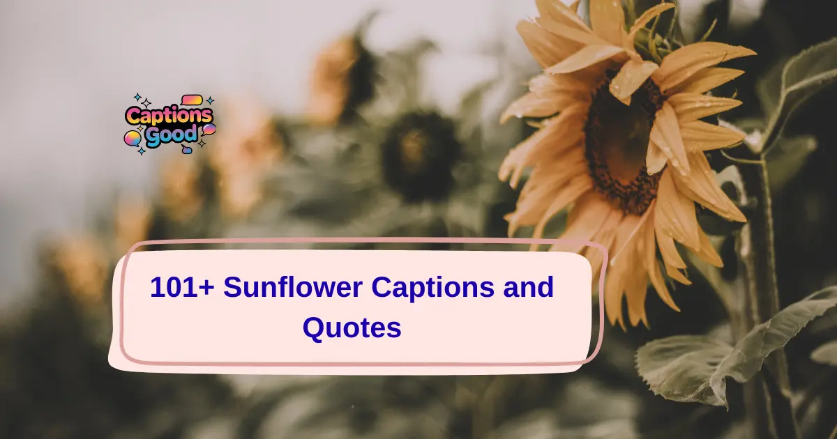 Sunflower-Captions-and-Quotes
