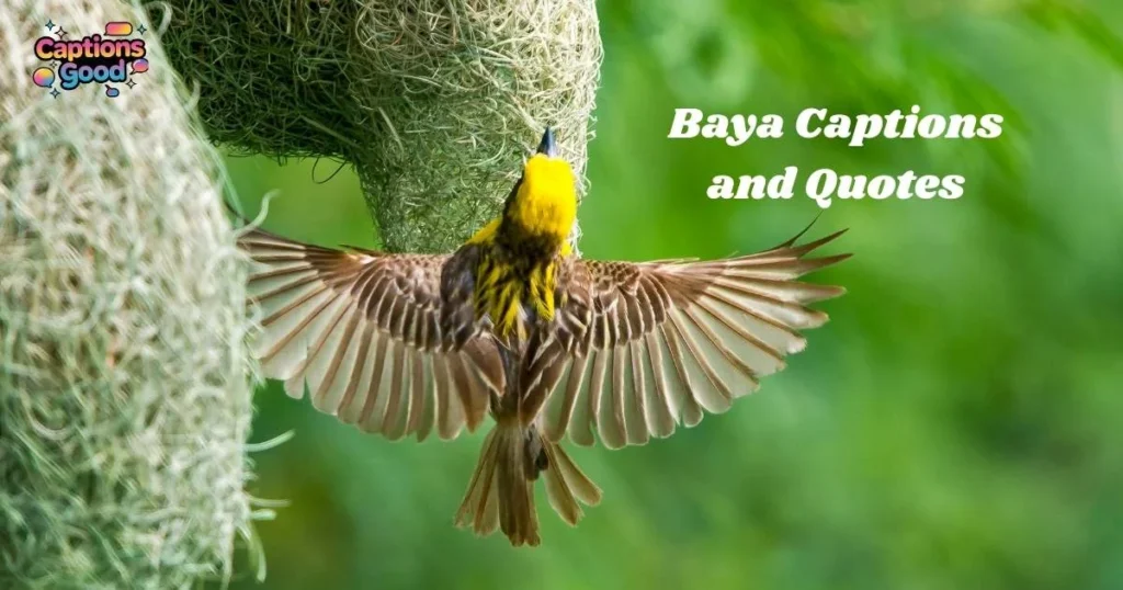 baya-captions-and-quotes