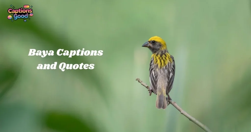 baya-captions-and-quotes