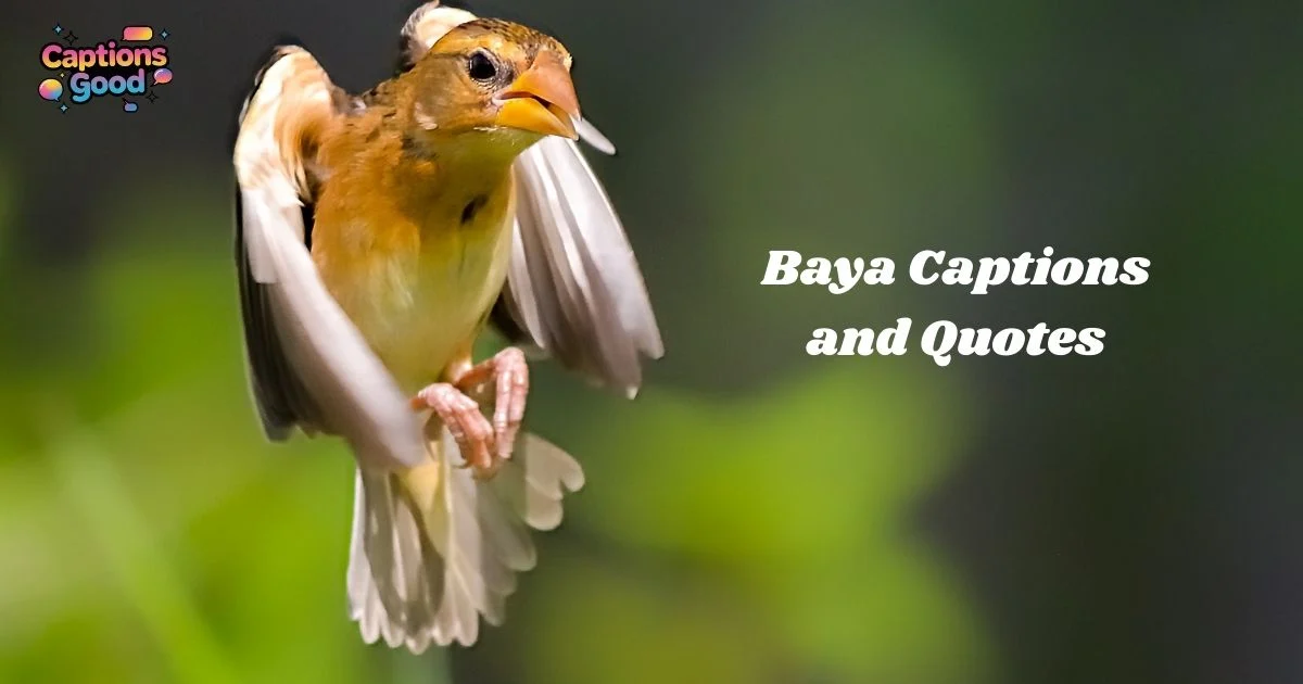 baya-captions-and-quotes