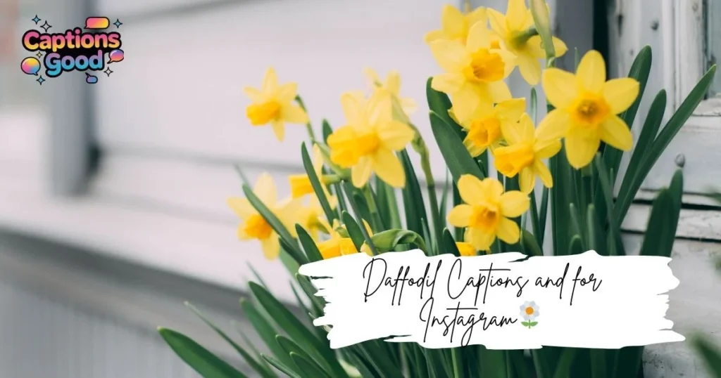 daffodil-captions-and-for-instagram