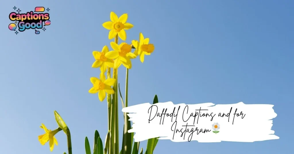 daffodil-captions-and-for-instagram