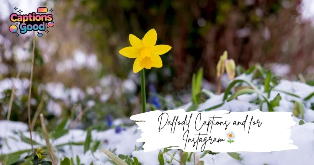 daffodil-captions-and-for-instagram