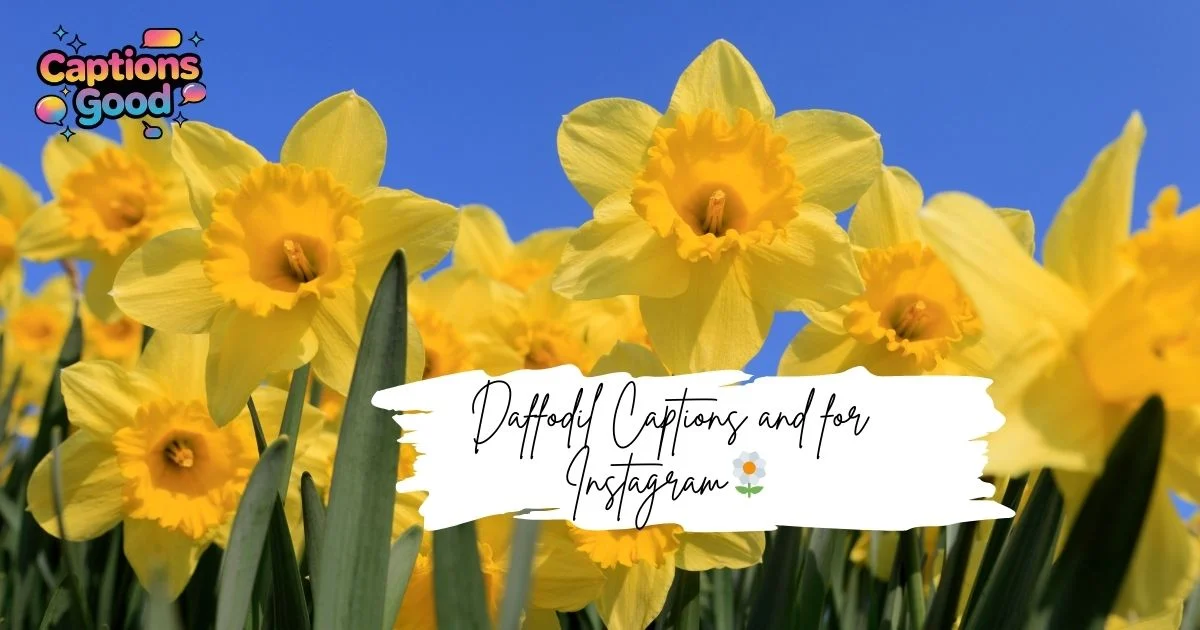 daffodil-captions-and-for-instagram
