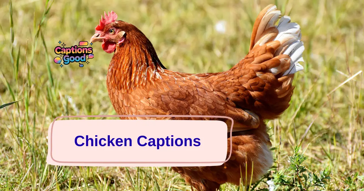 Chicken-Captions