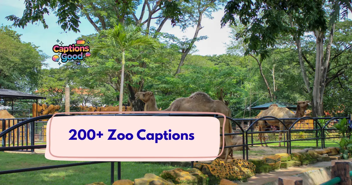 Zoo Captions