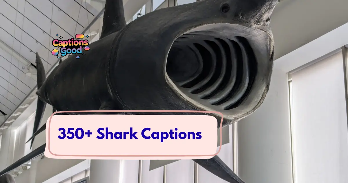 Shark Captions