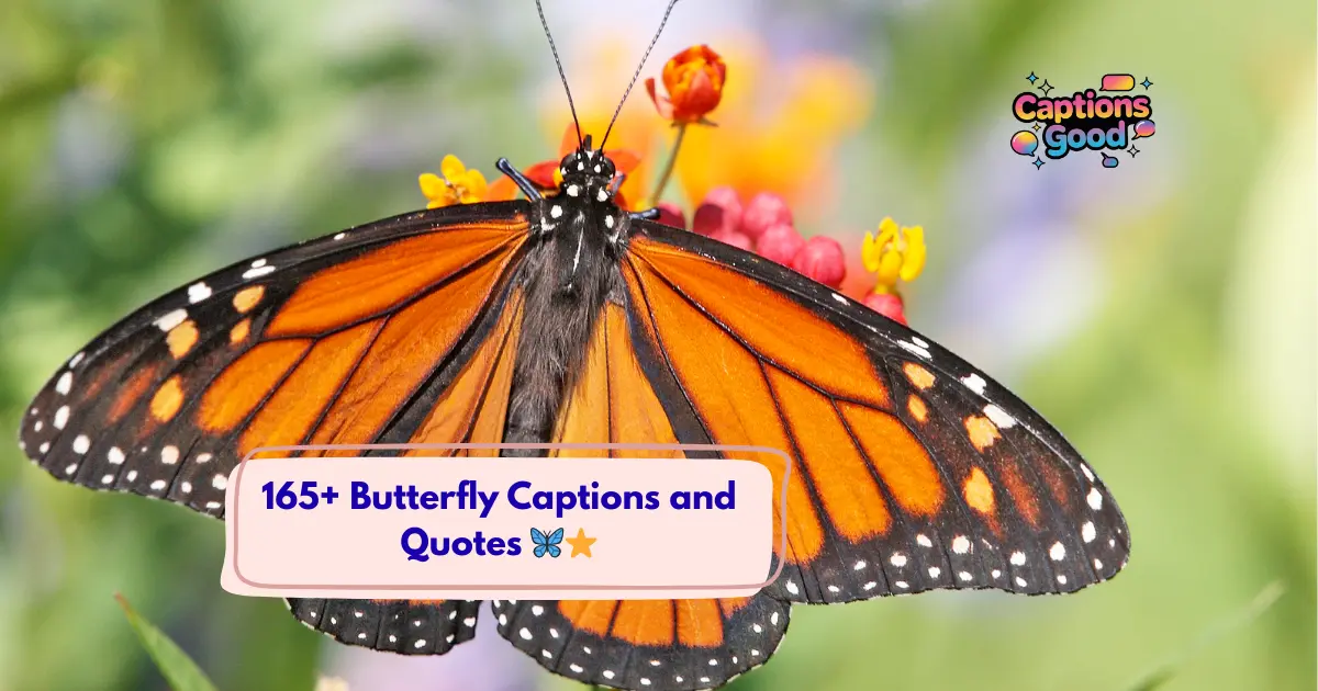 Butterfly Captions